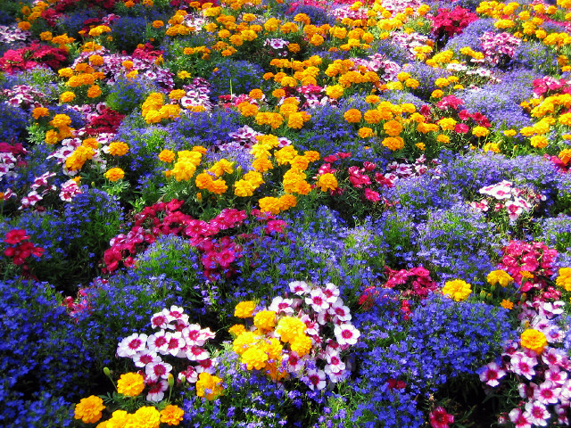 Colorful flowers field blue sky free wallpaper for desktop - medium preview image