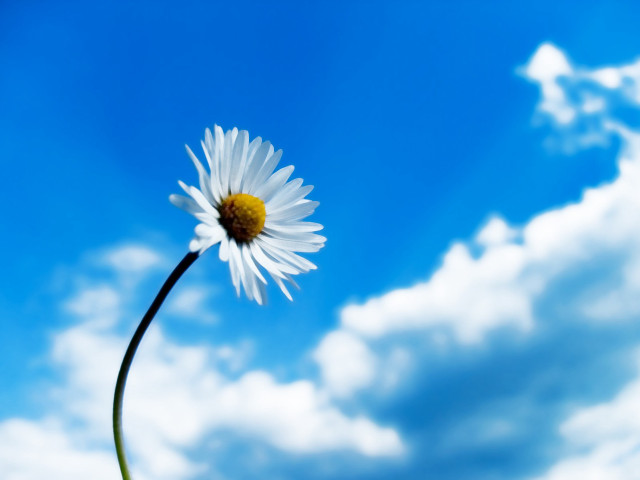 Daisy blue sky clouds foreground #5 free wallpaper for desktop - medium preview image