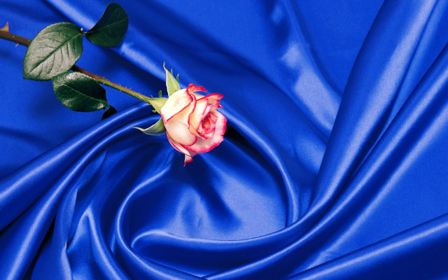 Rose blue satin fabric bud free wallpaper for desktop - medium preview image
