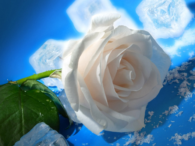 White rose blue surface ice #2 free wallpaper for desktop - medium preview image