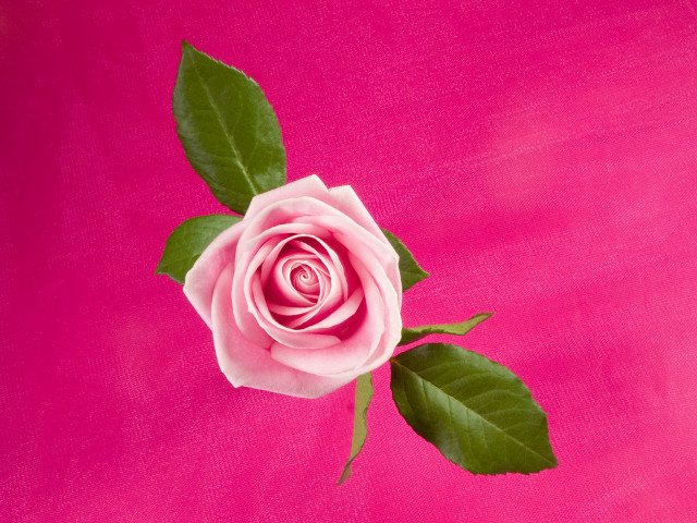 Pink rose green leaves background free wallpaper for desktop - medium preview image
