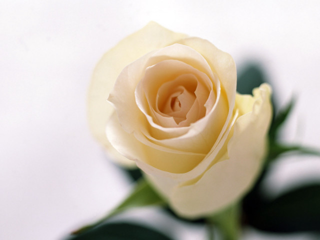 Single white rose green leaves #2 free wallpaper for desktop - medium preview image