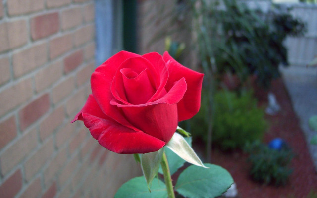 Red rose blooming brick wall #2 free wallpaper for desktop - medium preview image