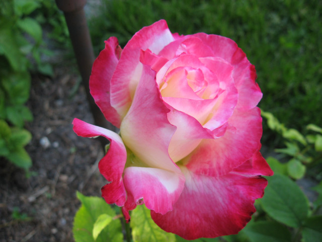 Pink white rose garden green #2 free wallpaper for desktop - medium preview image