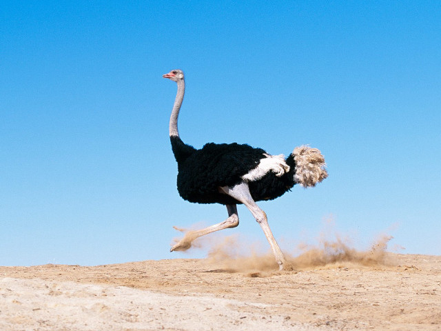 Ostrich running sand head up free wallpaper for desktop - medium preview image
