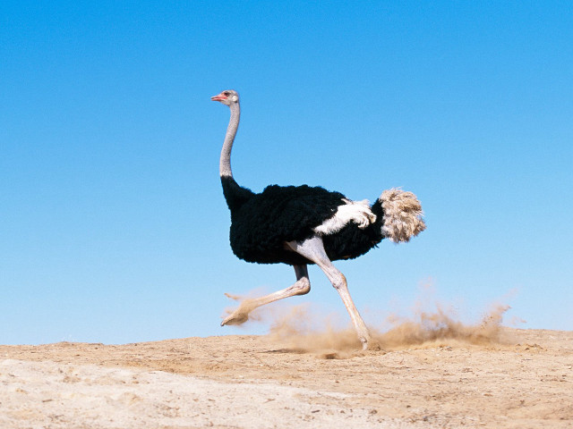 Ostrich running sand head up #4 free wallpaper for desktop - medium preview image