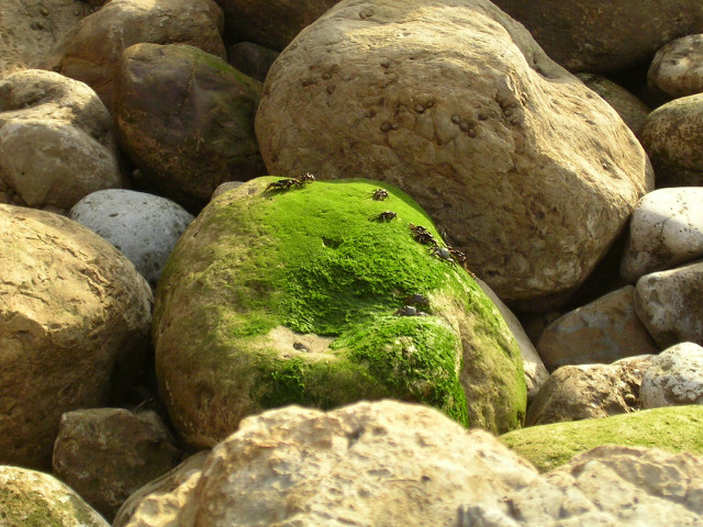 Green moss covered rock pile free wallpaper for desktop - medium preview image