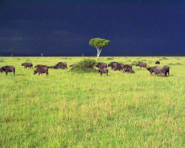 Herd cattle grazing green field free wallpaper for desktop - medium preview image