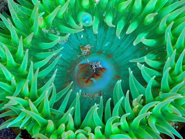 Underwater green sea anemone water free wallpaper for desktop - medium preview image