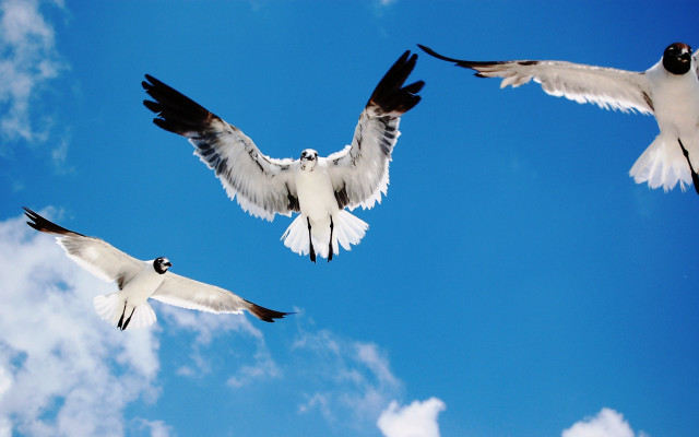 Three birds flying blue sky #2 free wallpaper for desktop - medium preview image