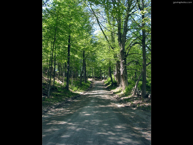 Forest road trees sign middle free wallpaper for desktop - medium preview image