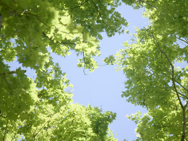 Sky trees view below leaves free wallpaper for desktop - medium preview image