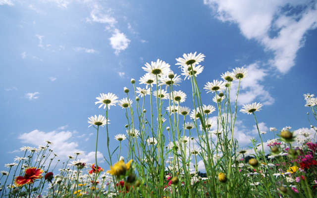 Wildflowers field blue sky clouds #4 free wallpaper for desktop - medium preview image