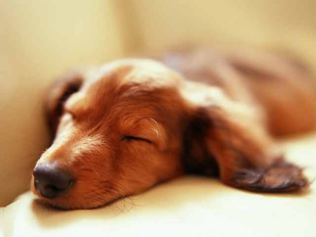 Sleeping dog couch eyes closed #2 free wallpaper for desktop - medium preview image