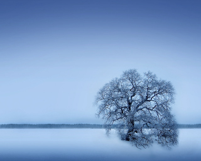 Lone tree frozen lake blue #2 free wallpaper for desktop - medium preview image