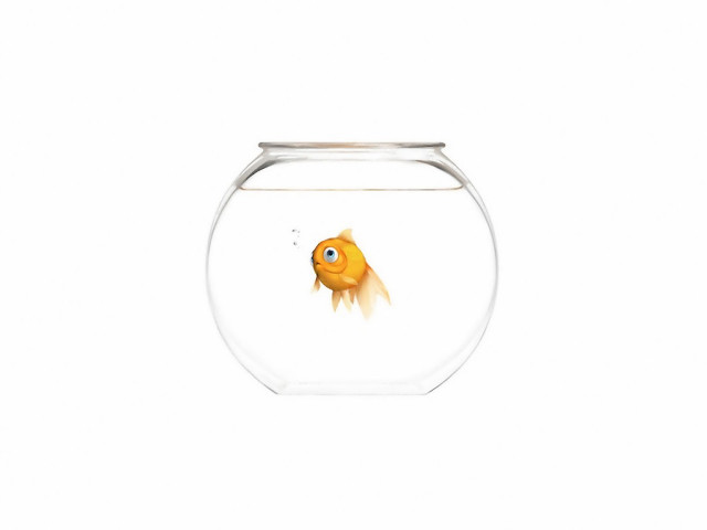 Goldfish bowl white background white free wallpaper for desktop - medium preview image