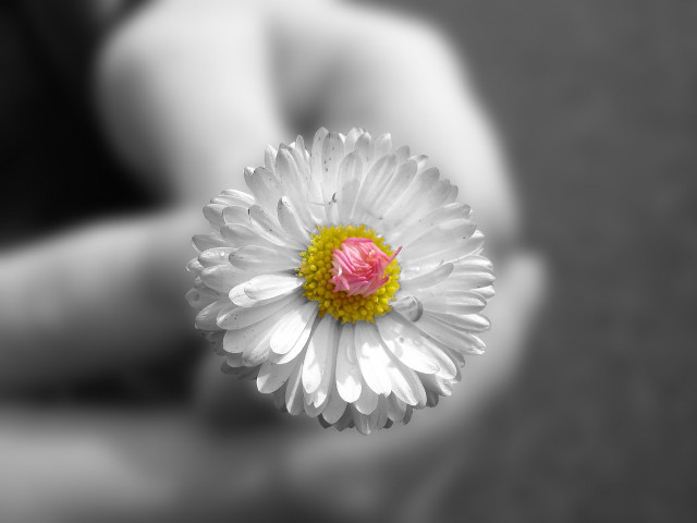 Person holding flower blurry background #2 free wallpaper for desktop - medium preview image