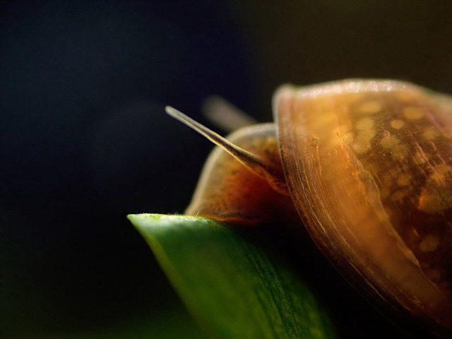Snail leaf long tail nose #2 free wallpaper for desktop - medium preview image