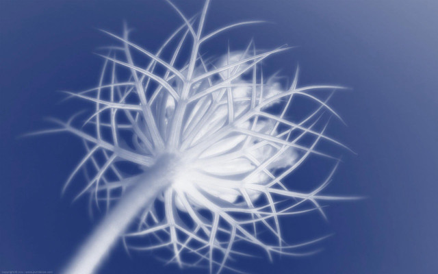 White flower blue sky blurry free wallpaper for desktop - medium preview image