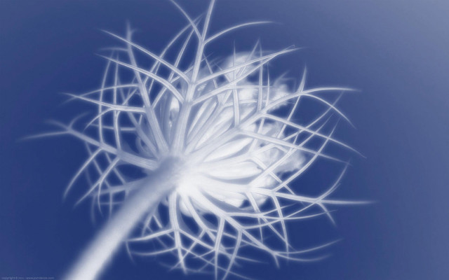White flower blue sky blurry #2 free wallpaper for desktop - medium preview image