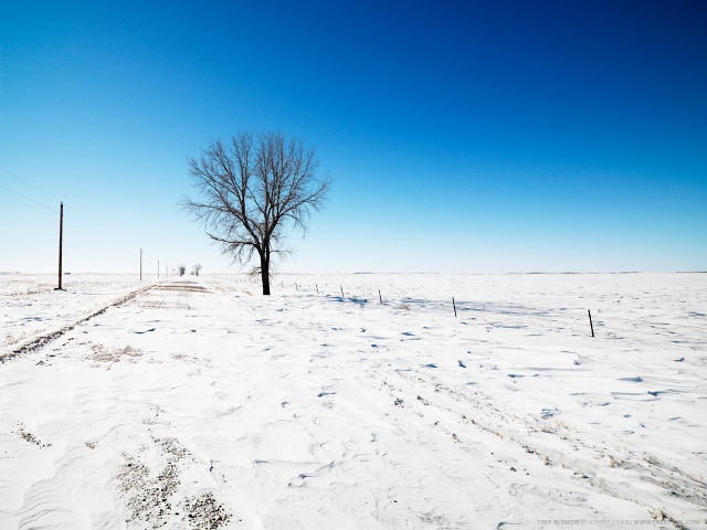 Lone tree snowy field fence #2 free wallpaper for desktop - medium preview image