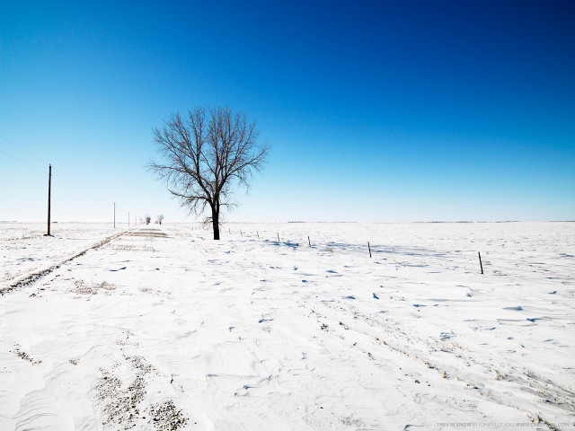 Lone tree snowy field fence #3 free wallpaper for desktop - medium preview image