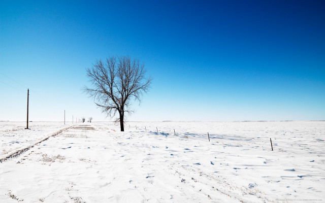 Lone tree snowy field blue #6 free wallpaper for desktop - medium preview image