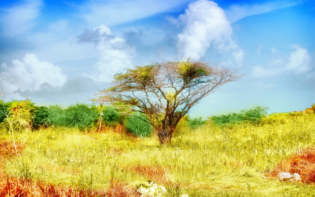 Tree field sky background clouds #2 free wallpaper for desktop - medium preview image