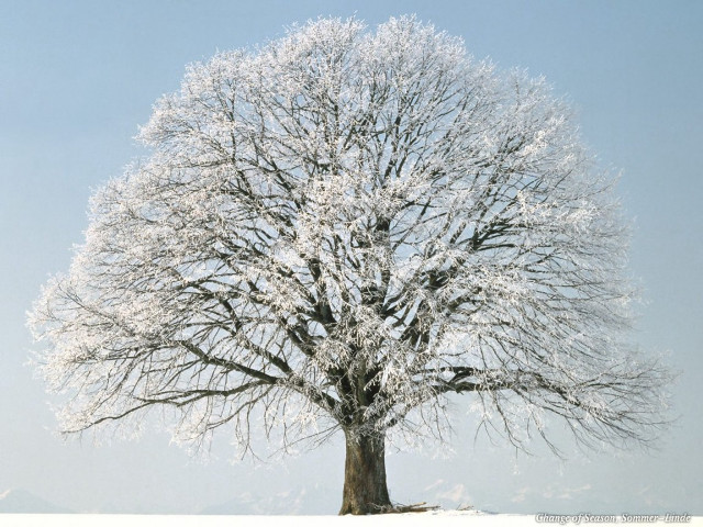 Large tree snow winter time free wallpaper for desktop - medium preview image