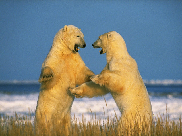 Polar bears playing grass water #2 free wallpaper for desktop - medium preview image