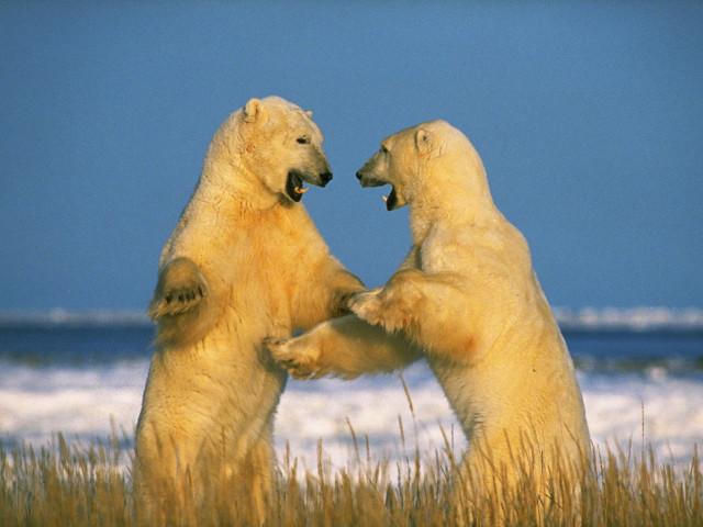 Polar bears playing grass water #5 free wallpaper for desktop - medium preview image
