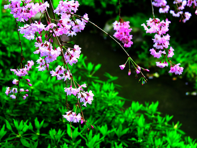 Pink flowers garden green plants free wallpaper for desktop - medium preview image