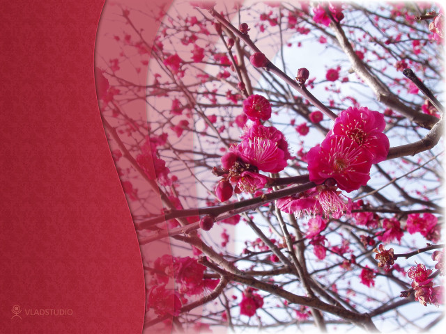Pink flowers tree red background free wallpaper for desktop - medium preview image