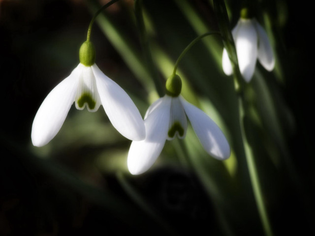 White flowers green stems blurry free wallpaper for desktop - medium preview image