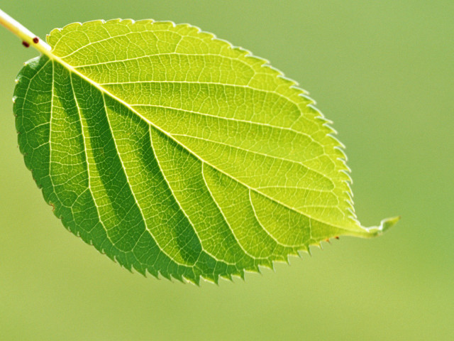 Green leaf thin stem blurry #3 free wallpaper for desktop - medium preview image