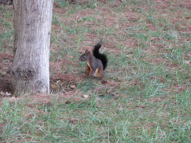 Squirrel standing next to tree free wallpaper for desktop - medium preview image