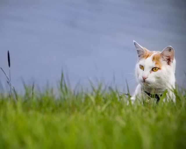 Cat serious grass sitting blue free wallpaper for desktop - medium preview image