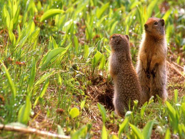 Two small animals grass field free wallpaper for desktop - medium preview image