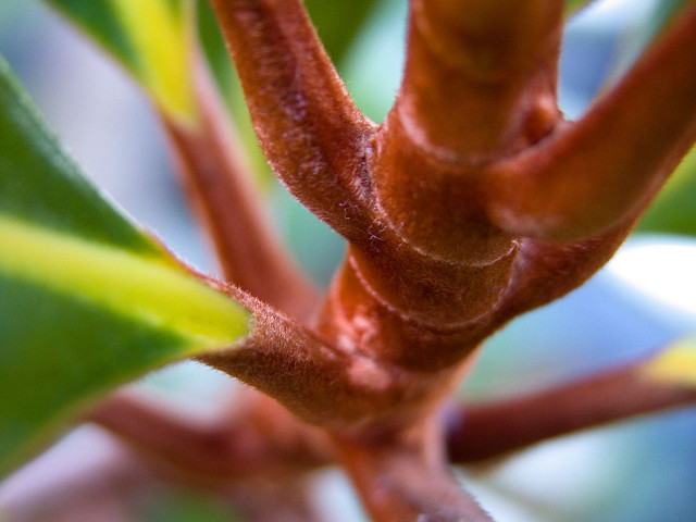 Tree branch green leaves blurry free wallpaper for desktop - medium preview image