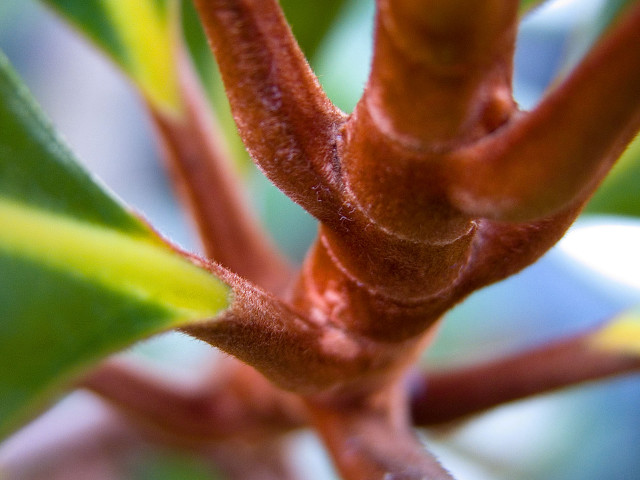 Tree branch green leaves blurry #4 free wallpaper for desktop - medium preview image