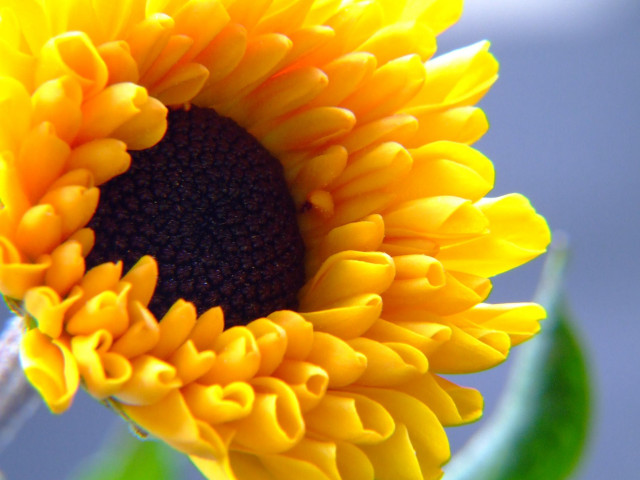 Sunflower green stem yellow petals free wallpaper for desktop - medium preview image