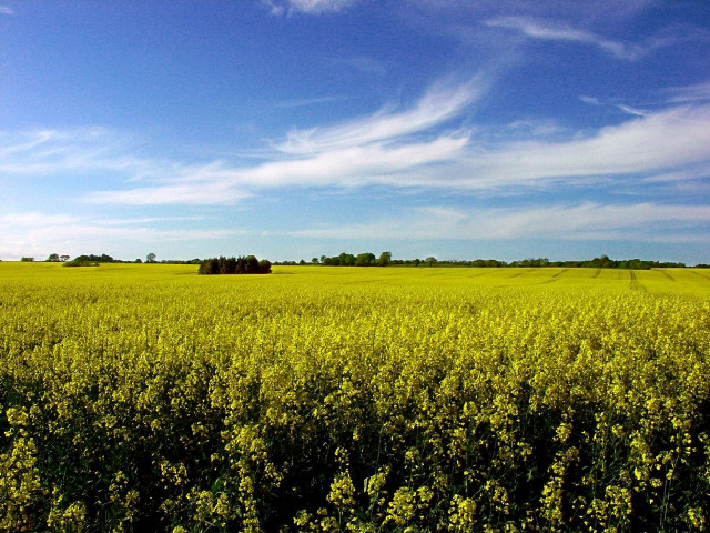 Yellow flowers field blue sky free wallpaper for desktop - medium preview image