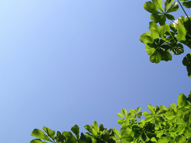 Clear blue sky green leaves #2 free wallpaper for desktop - medium preview image