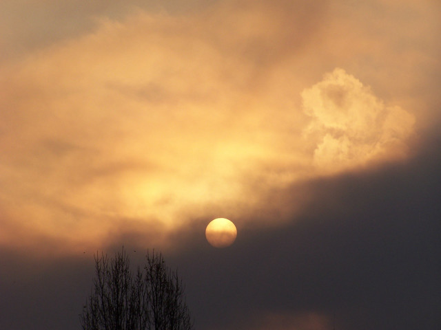 Sunset cloud tree bird flying #3 free wallpaper for desktop - medium preview image