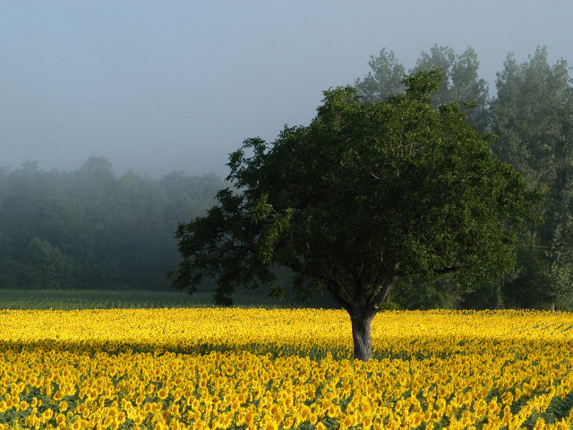 Lone tree sunflowers foggy day #2 free wallpaper for desktop - medium preview image