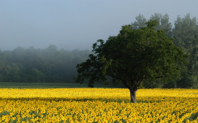 Lone tree sunflowers foggy day #5 free wallpaper for desktop - medium preview image