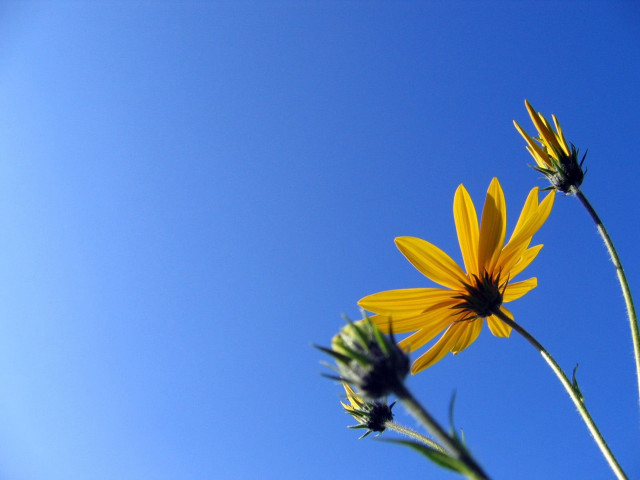 Yellow flowers green planter blue #3 free wallpaper for desktop - medium preview image