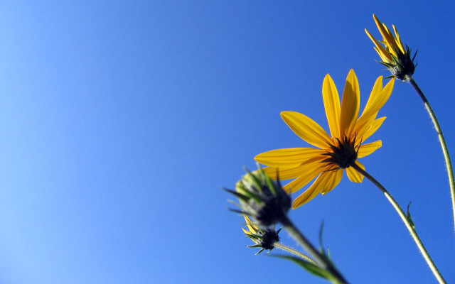 Yellow flower blue sky background #6 free wallpaper for desktop - medium preview image