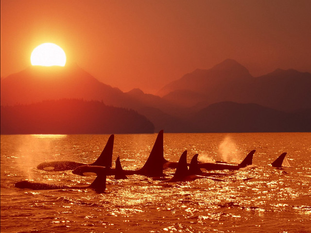 Orca whales swimming ocean sunset #3 free wallpaper for desktop - medium preview image