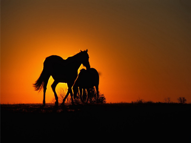 Horses sunset grass field couple free wallpaper for desktop - medium preview image